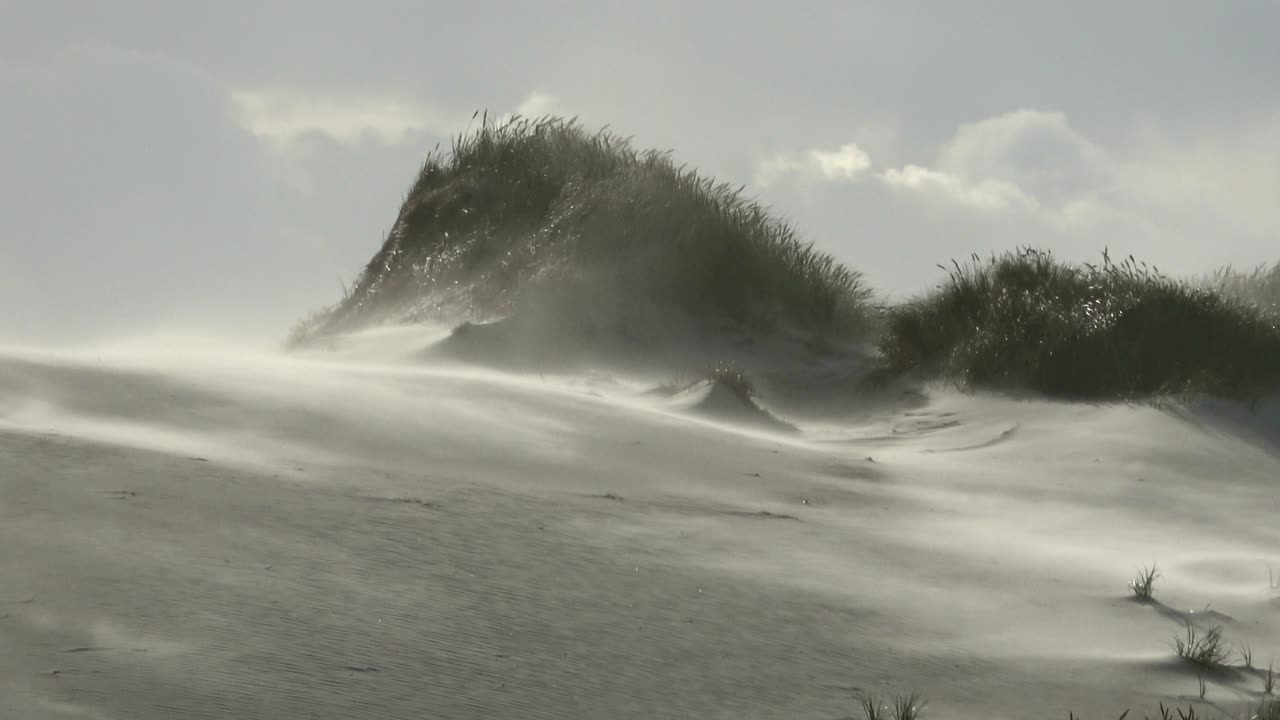 Sand dunes with dune grass in the storm of the North Sea, hiking dunes, dike protection, Sondervig, Jutland, Denmark, 4k