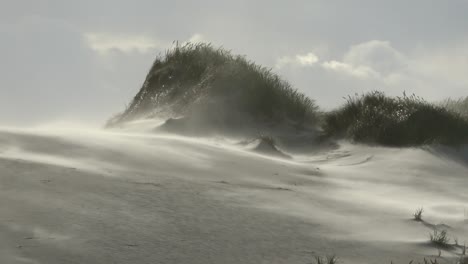 sand dunes with dune grass in the storm of the north sea, hiking dunes, dike protection, sondervig, jutland, denmark, 4k
