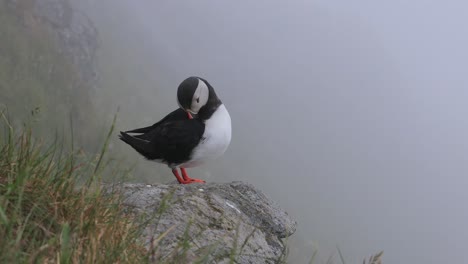atlantic puffin (fratercula arctica), on the rock on the island of runde (norway).
