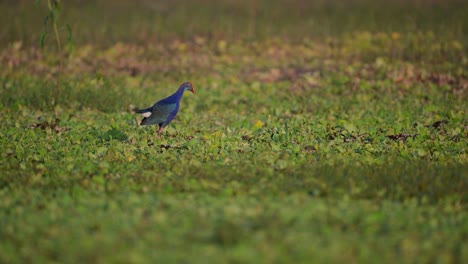 grey hooded swamp hen in wetland