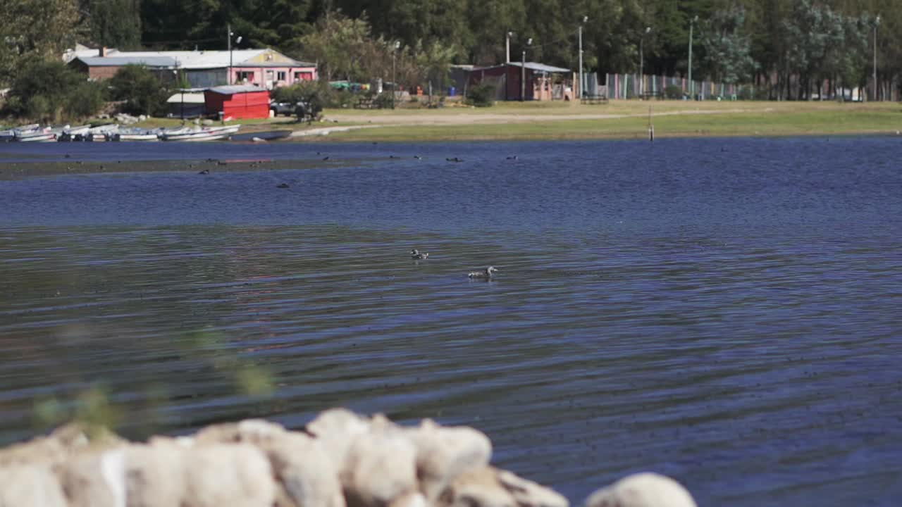 Ducks swimming on the lake in slow-motion video