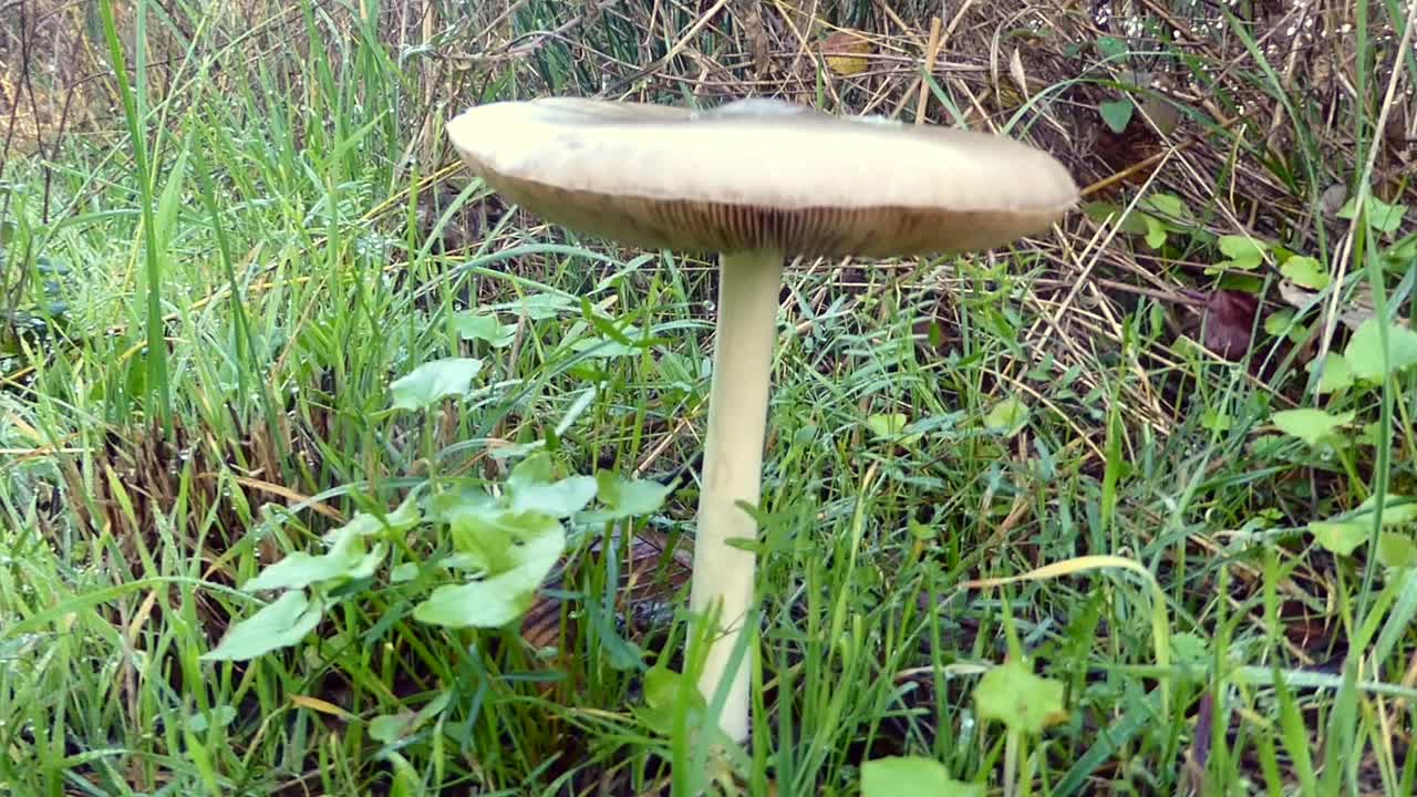 Close-up of a mushroom growing in the grass