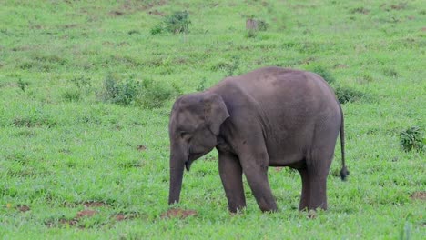 Die-Asiatischen-Elefanten-Sind-Vom-Aussterben-Bedroht-Und-Sie-Sind-Auch-In-Thailand-Beheimatet