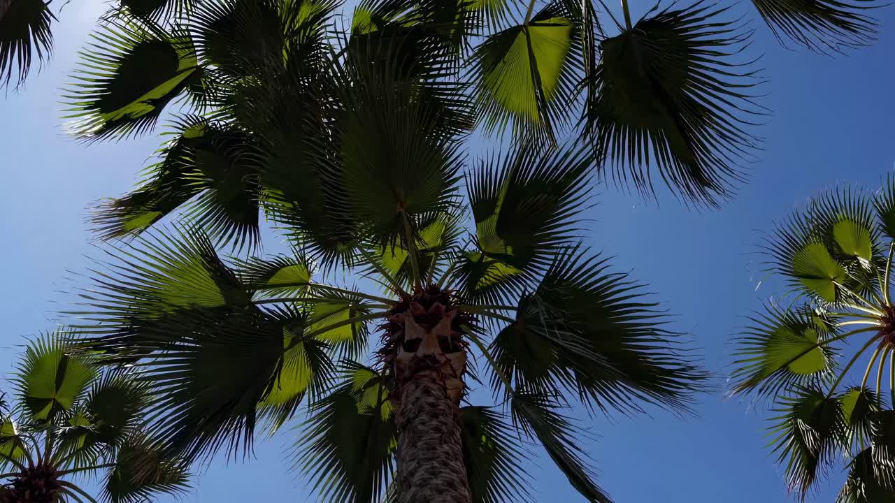 Video di palme ripreso da un'angolazione bassa contro un cielo azzurro limpido, che cattura la serenità.