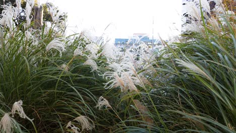 ornamental grass moving gently in the wind