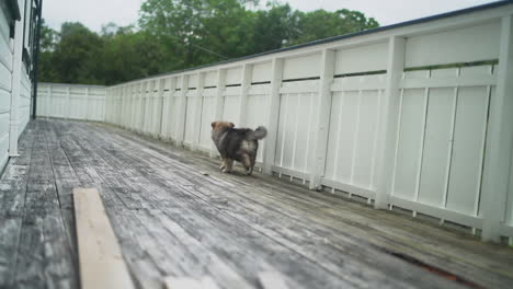 Slowmotion-shot-of-a-Finnish-Lapphund-puppy-walking-along-the-decking