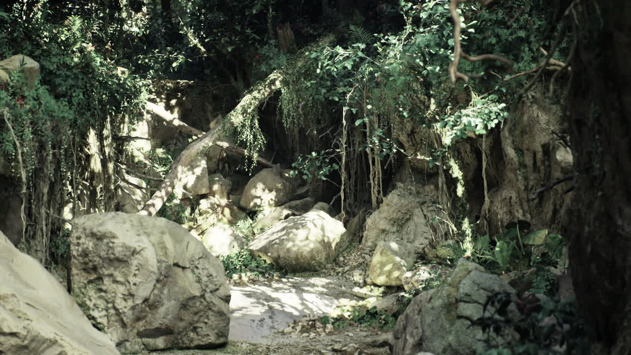 Lush green forest path with rocks and vibrant foliage in sunny weather