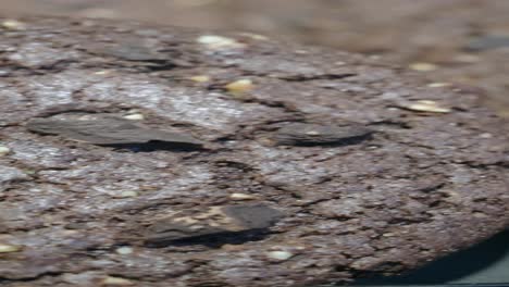 close up of a chocolate chip cookie