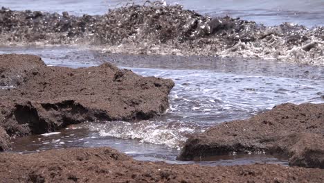 ola negra con contaminación de algas muertas