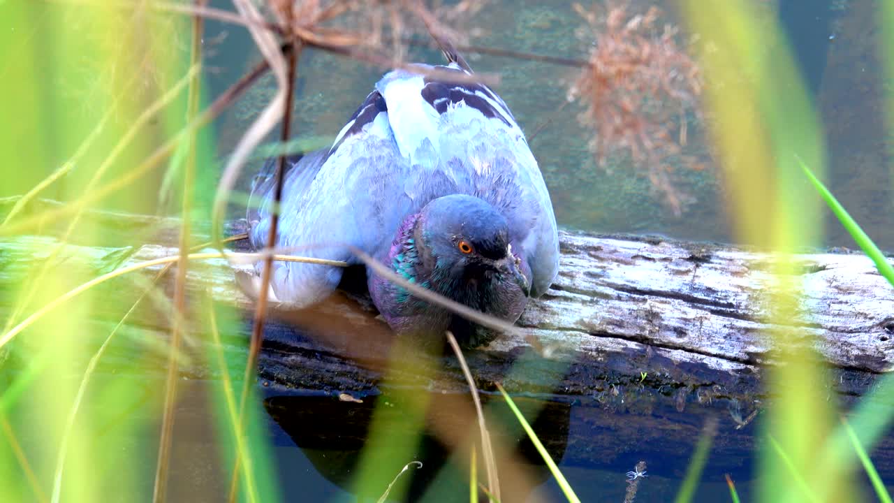 강 에 있는 나무 에 먹이 를 먹는 비둘기