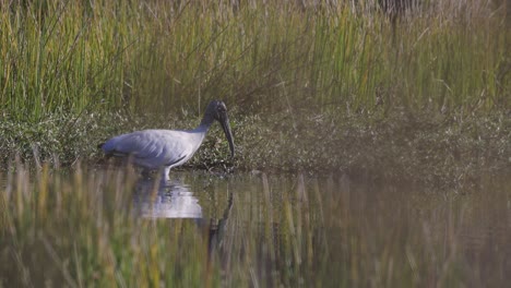 Holzstorch-Watet-Durch-Wasser-In-Zeitlupe-Beim-Start