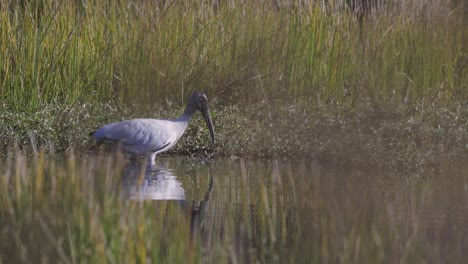 cigüeña de madera vadeando a través del agua despegue en cámara lenta