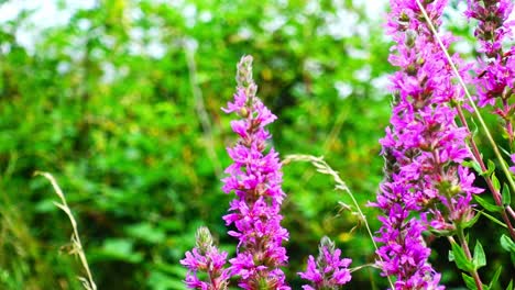 bee collecting pollen off beautiful purple flowers