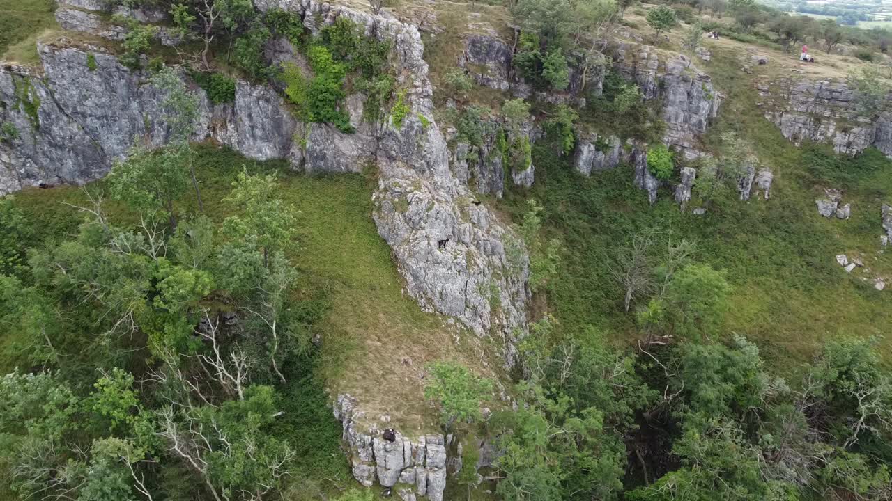 Point of interest shot of a group of wild feral goats climbing on the limestone cliffs of Cheddar gorge in the Mendip Hills, Somerset, UK
