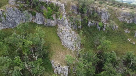 point of interest shot of a group of wild feral goats climbing on the limestone cliffs of cheddar gorge in the mendip hills, somerset, uk