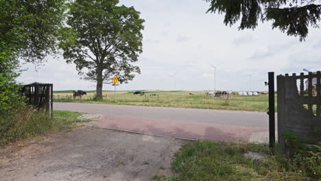 countryside road with dairy cattles and wind turbines in the background. - aerial pullback shot
