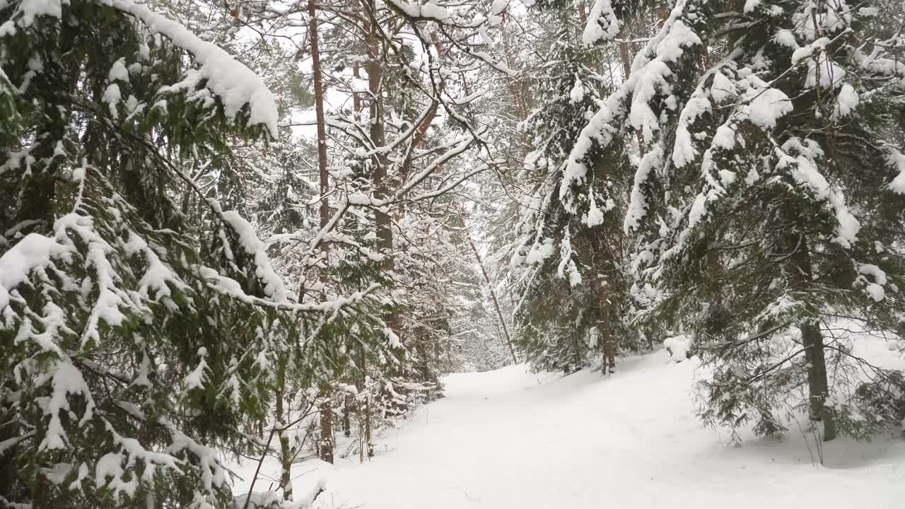 Winter forest with a lot of snow on trees.