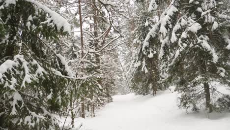 winter forest with a lot of snow on trees.