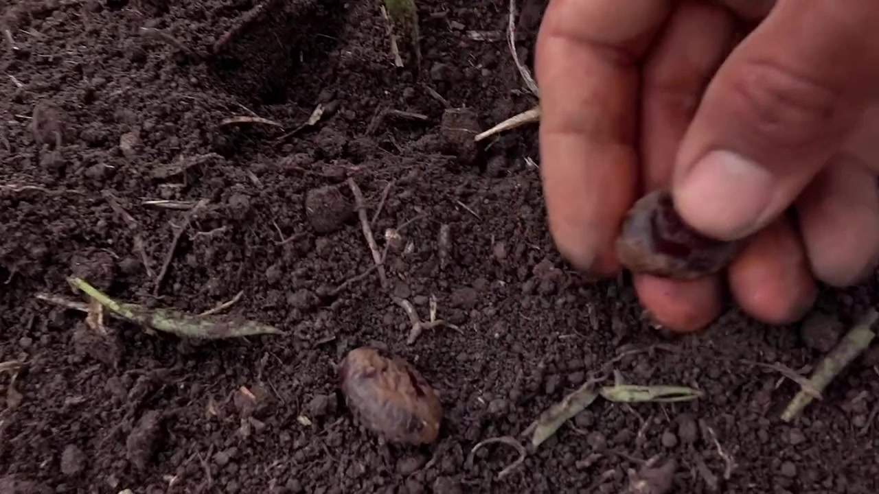 Farmer's hands planting large seeds into the dark soil. Reforestation and new life concepts for environmental sustainability and growth