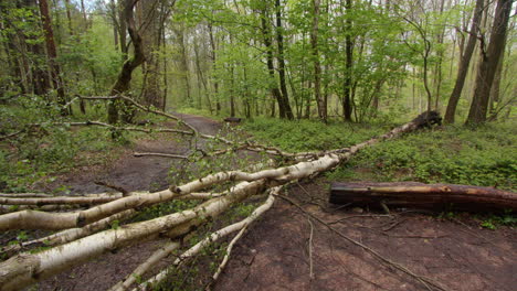 wide-shot-of-silver-Birch-trees-fallen-over-a-forest-path-with-silver-Birch-trees-and-brambles-in-a-forest-in-Nottinghamshire