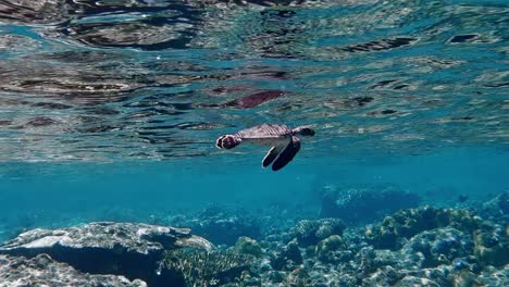 Pequeña-Tortuga-Marina-Buceando-En-Aguas-Claras-De-Las-Islas-Ogaswara-En-Japón