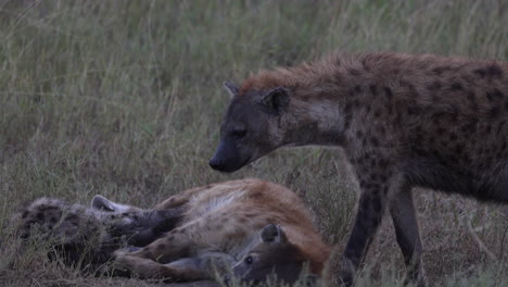 hyena feeding young spotted whilst on safari, tanzania