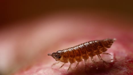 Bug-on-Red-Blurry-Background-Closeup-Macro-Shot