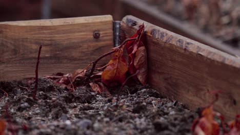 dried dead plant on a wooden garden bed