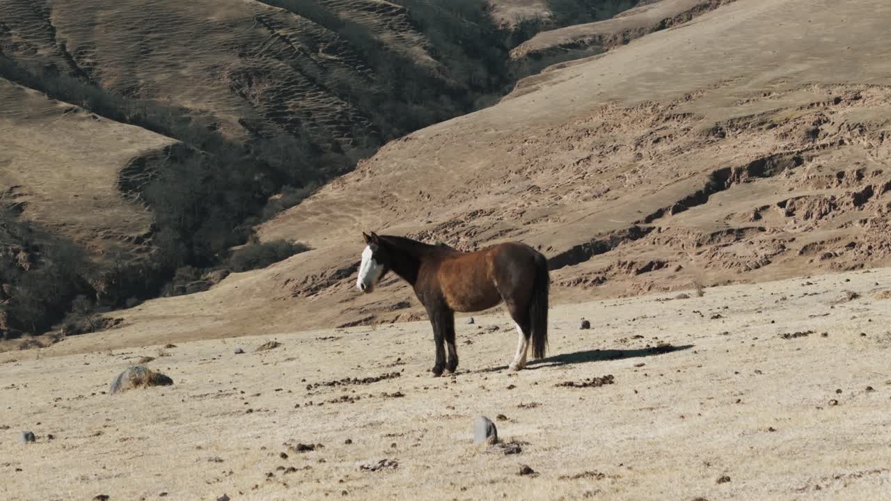 A lone horse stands in a vast, dry mountain landscape