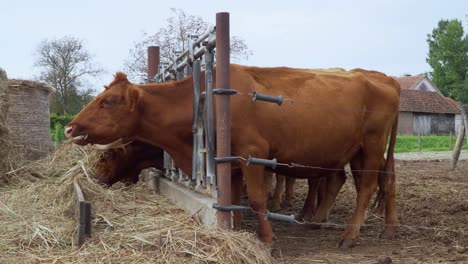 cows feeding with hay in a rural area of croatia