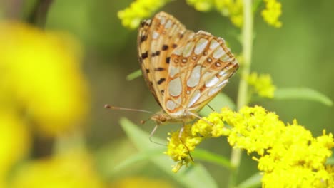 Der-Schmetterlingskönig-Von-Spanien-(Issoria-Lathonia)-Ist-Ein-Schmetterling-Aus-Der-Familie-Der-Nymphalidae.-Diese-Schmetterlinge-Leben-Auf-Offenen-Flächen,-Auf-Trockenrasen,-Landwirtschaftlichen-Brachflächen-Und-In-Ausgedehnten-Feldfrüchten.