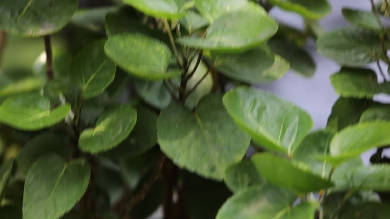 Pelican Swimming Gracefully in Dark Pond with Natural Green Surroundings