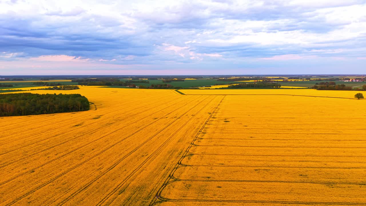 Aerial view of a vast blooming rapeseed field under a cloudy sky, showcasing bright yellow crops in the countryside landscape