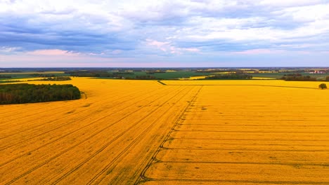 aerial view of a vast blooming rapeseed field under a cloudy sky, showcasing bright yellow crops in the countryside landscape