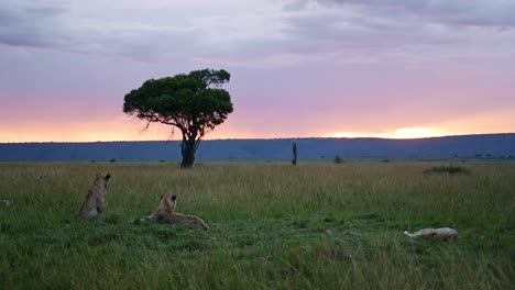 beautiful landscape scenery at dusk with a group of lions lying down looking out over the amazing maasai mara national reserve, kenya, africa safari animals in masai mara north conservancy