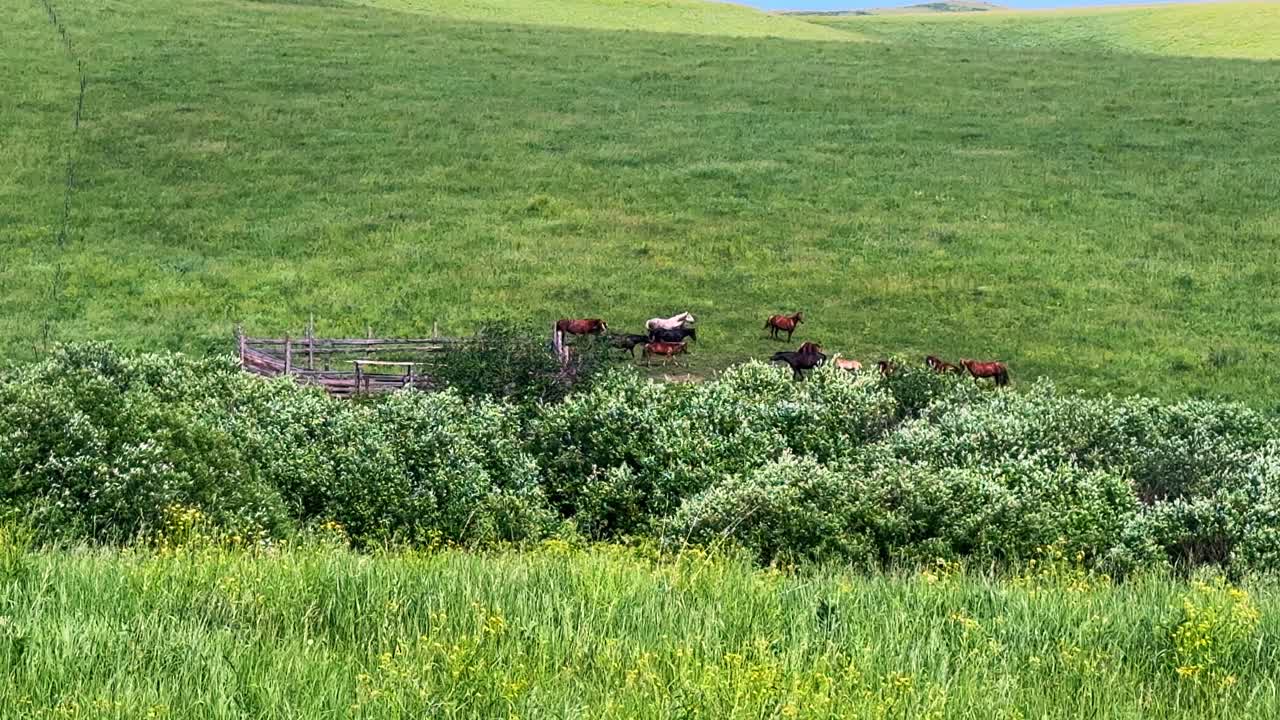 A serene pastoral scene capturing a group of cows grazing peacefully among lush green grass and foliage, highlighting the tranquility of rural life in an open landscape