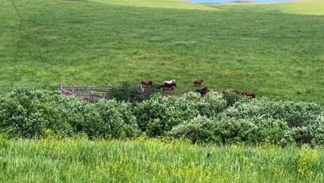 a serene pastoral scene capturing a group of cows grazing peacefully among lush green grass and foliage, highlighting the tranquility of rural life in an open landscape