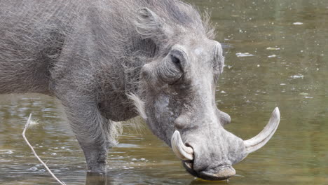 Jabalí-Bebiendo-Agua-En-El-Río-Poco-Profundo-En-Botswana,-Sudáfrica