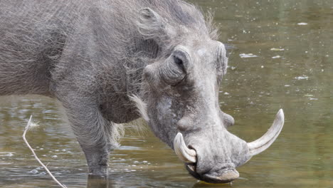 warthog drinking water on the shallow river in botswana, south africa
