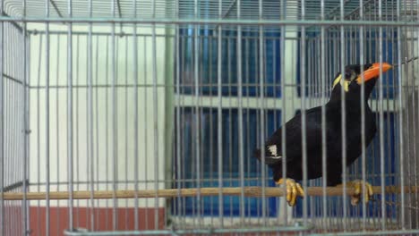 close up shot of a caged black palawan mynah in a room, inquisitively looking at the camera