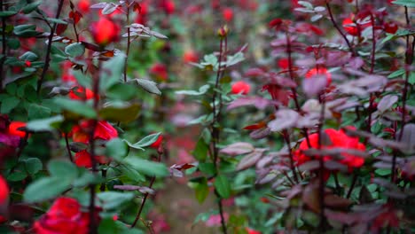 flores de rosa que florecen en el jardín