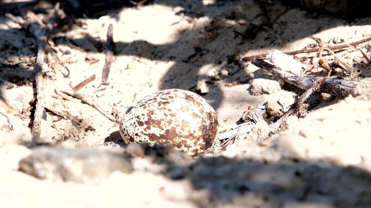 Close-up view of deserted speckled egg of Spotted thick-knee bird in sandy nest