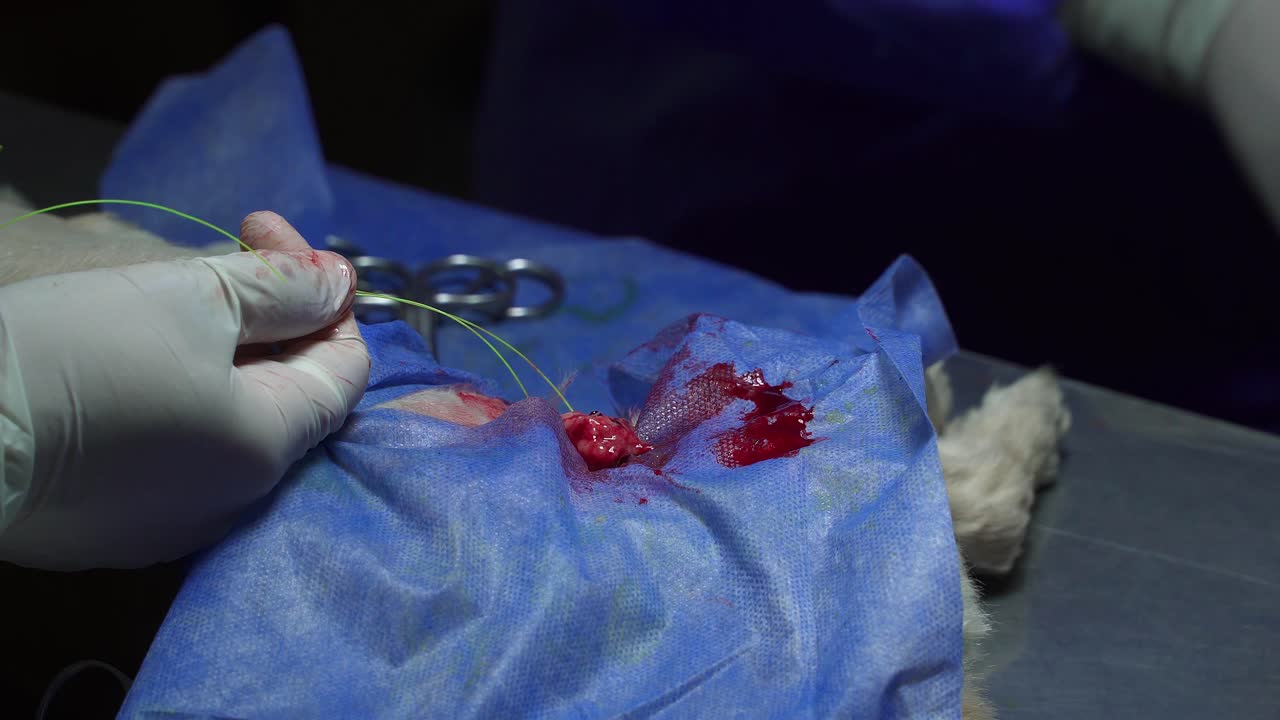 primer plano de veterinarios que realizan cirugía de esterilización en una perra