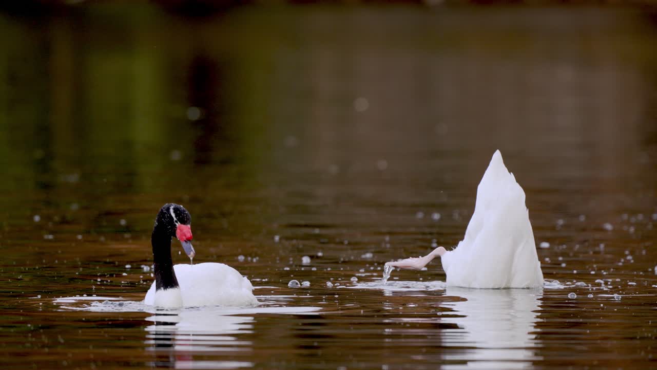 toma en cámara lenta de cisne de cuello negro cazando buceo en el lago y atrapando comida