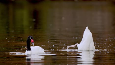 slow motion shot of black-necked swan hunting diving in lake and catching food