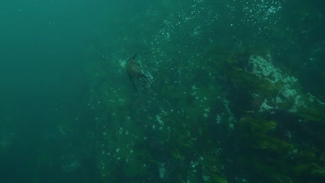 Good-Underwater-Shot-Of-A-Seal-Playing-And-Diving-With-Snorkelers-And-Scuba-Divers-Off-The-Coast-Of-South-Africa