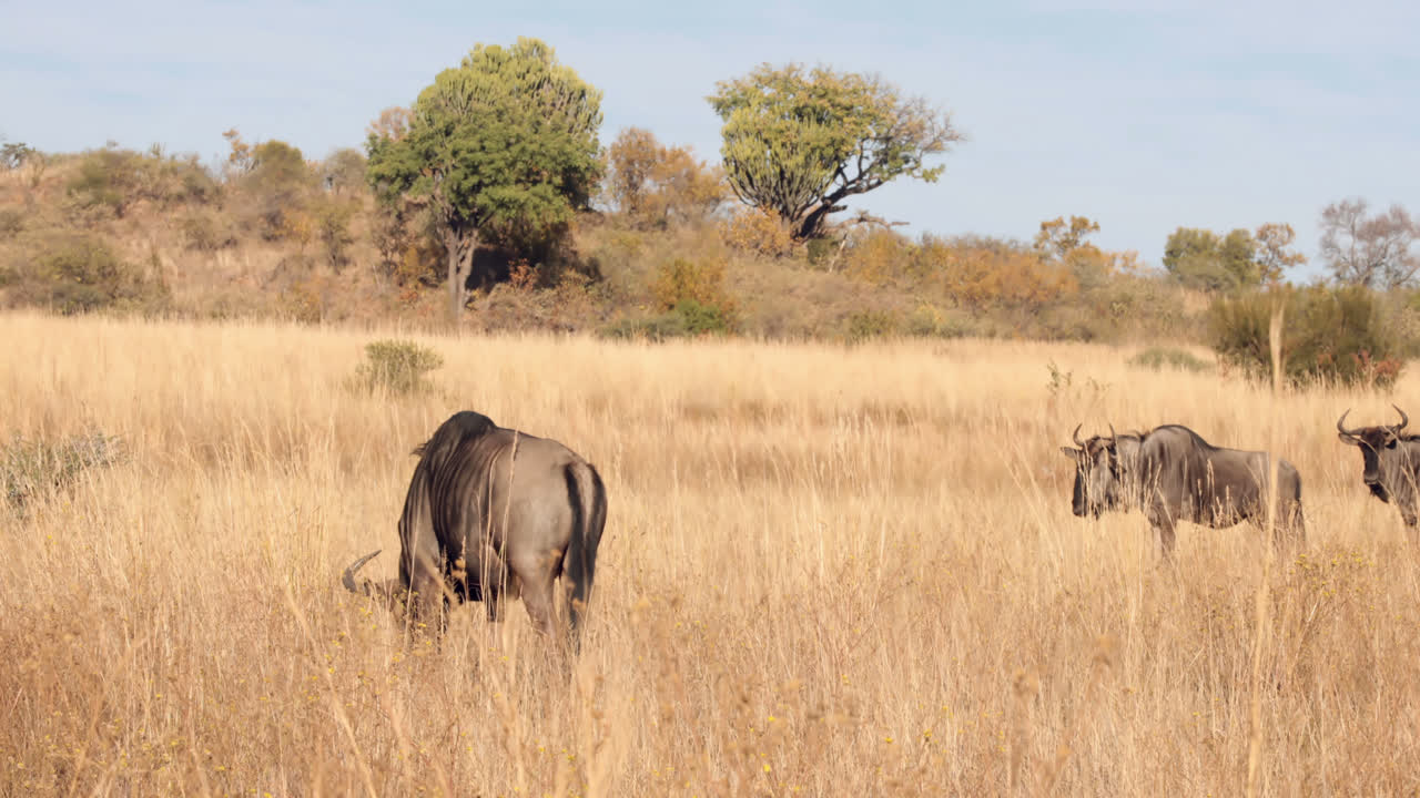Gnu pastando na planície