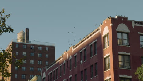 large flock of pigeons leaving roof of red brick apartment building in new york city, u