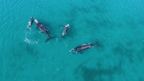 pod of beautiful southern right whales in shallow water -aerial slowmo