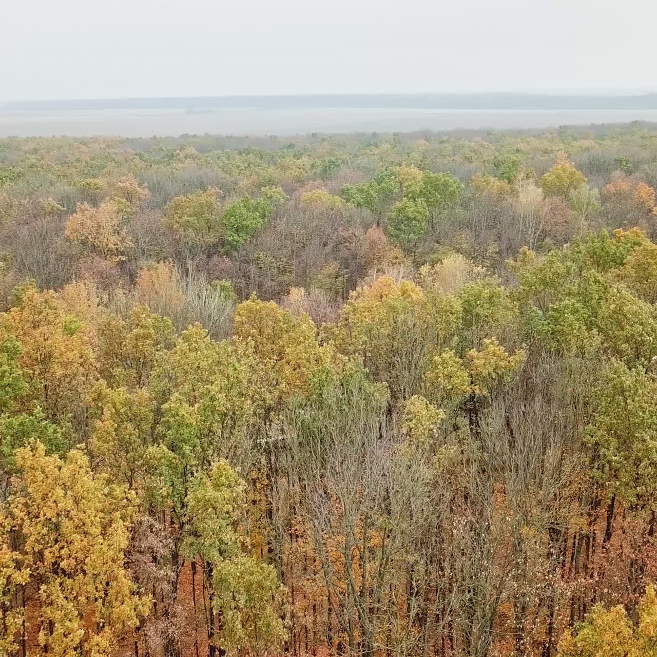 Flight over the tops of autumn forest. Drone view of colorful landscape of trees under the blue sky in fall season.